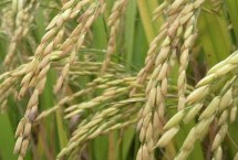 佳丰糯2水稻栽培技术要点，糯稻品种