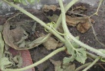 西瓜疫病的发病原因，主要危害西瓜的根茎部