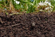 土壤板结怎么快速弄松，严重板结会影响种植效益