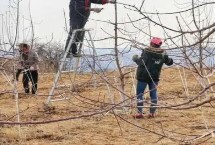 枣树裂果原因以及怎么防治，可疏除衰老枝、徒长枝