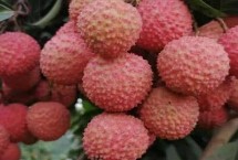 荔枝苗的培育方法，三月红、妃子笑、状元红等品种均是适宜选择