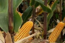 群策518玉米栽培技术要点，亩植密度以3000株左右为宜