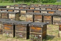 养蜜蜂怎么避免它们飞走，需掌握蜜蜂习性、备足养蜂工具