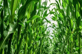 加美2 号玉米栽培技术要点，中熟品种