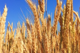 金秋168小麦栽培技术要点，每亩适宜基本苗16～20万