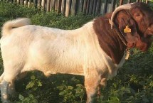 波尔山羊公羊多久成年，耐寒性差只能在高热地带饲养