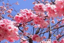 樱花树的繁殖方式，樱花树属于樱花种、樱桃树属于樱桃种