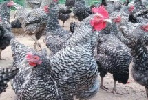 芦花鸡的养殖温度，不同的生长时期的养殖温度不同