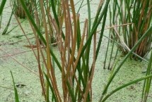 荸荠秆枯病的发生规律，及时喷施多菌灵