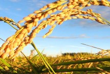 臻粘1水稻栽培技术要点，4月中旬播种