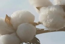 HD02棉花栽培技术要点，适宜播期为4月10-25日