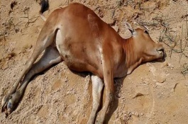 牛小苏打过量会不会中毒，不同的原因导致中毒症状不同