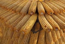 吉农大535玉米栽培技术要点，中抗茎腐病