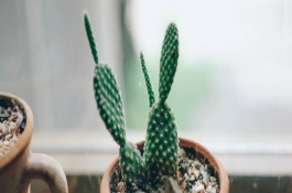 哪些花卉不怕晒，常见植物有仙人掌、富贵竹、杜鹃花等品种