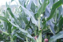 石白糯1号玉米栽培技术要点，中抗大斑病