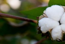 中棉所EM1704棉花栽培技术要点，及时防治棉花害虫