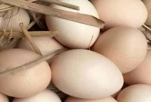 土鸡蛋是不是普遍偏小，个头、颜色等均不同