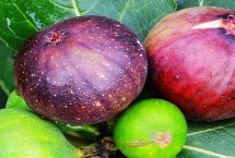 无花果有没有花，花朵在果实里