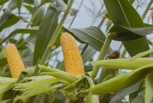 登海2089玉米栽培技术要点，适宜播种期6月上旬至中旬