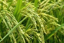 浙两优272水稻栽培技术要点，该品种植株较矮