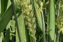 润垚626小麦栽培技术要点，高肥水田适当降低播种量