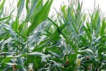 金镶玉319玉米栽培技术要点，防治玉米螟虫