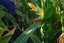 辽作1号玉米的特性，平均生育期131天