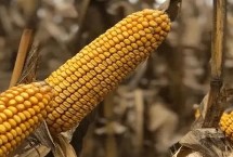 巍德709玉米栽培技术要点，适宜播期4月下旬至5月上旬