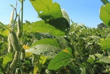 辽豆70大豆栽培技术要点，选择中等肥力以上土壤栽培