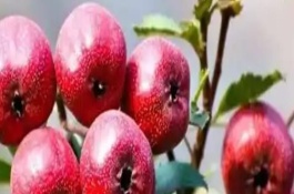 山楂枯梢病的防治技术，以下6点要做好