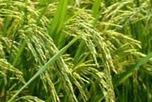 乾两优香久久水稻栽培技术要点，中稻4月中旬至5月中旬播种