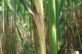 葫新8号玉米栽培技术要点，辽宁省春播生育期136天左右