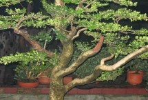 罗汉松的生长习性，生长期每隔1-2个月追施一次肥料