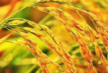 皖垦粳1514水稻栽培技术要点，每亩栽插1.8万~2.0万穴