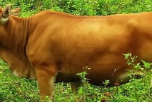 黑白花奶牛的特点，四肢匀称、肌肉发达、适应能力强