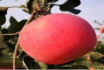 有哪些好吃的苹果品种，主要包括黄土高原、渤海湾等生产区域