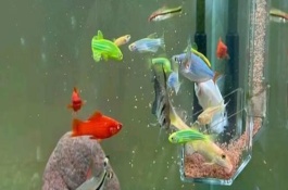 观赏鱼多少温度养合适，适合的温度是22-24℃