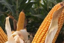 陕单660玉米栽培技术要点，适宜播种期6月上到6月中旬