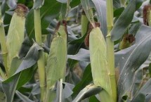 满仓8118玉米栽培技术要点，选择中等以上肥力地块种植