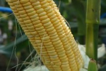 冀农508玉米栽培技术要点，适宜密度为4500株/亩左右