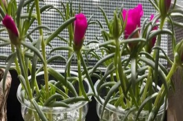 太阳花水养注意事项，太阳花可以水培一年以上