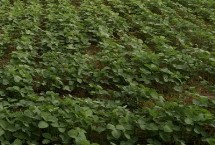 垦科豆2大豆栽培技术要点，对土壤肥力要求不严