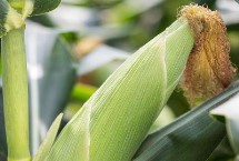 龙生2号玉米栽培技术要点，适宜播期6月上中旬