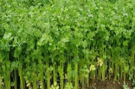 芹菜烂根死珠怎么办，南方可以在3月份种