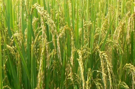 瑞优9808水稻栽培技术要点，全生育期为158.4天