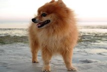 博美犬的智商排多少名，排第23名