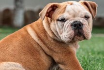 斗牛犬好不好养，是主人的忠实伙伴很好饲养