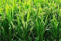 科贵优4302水稻栽培技术要点，中抗白叶枯病