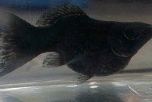 如何判断黑玛丽鱼是否生产完毕，属于卵胎生鱼类