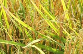 畾优1068水稻栽培技术要点，晚稻全生育期114.5天